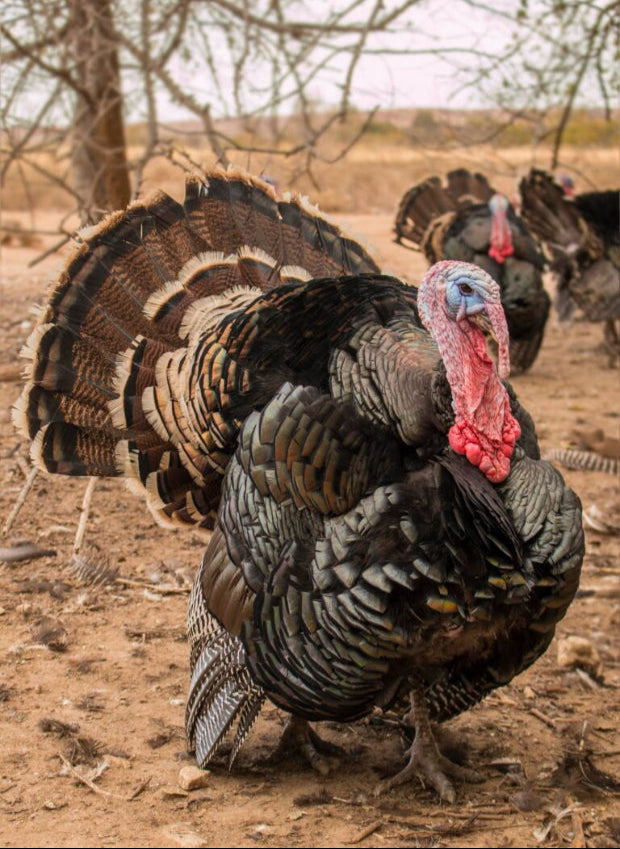 Bronze Turkey Eggs