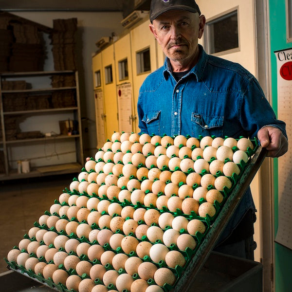 Bronze Turkey Eggs