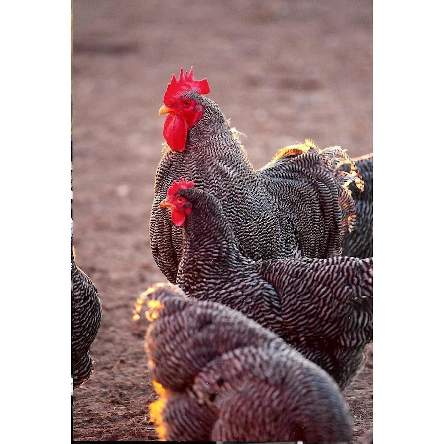 Barred Rock Eggs