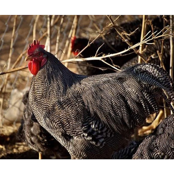Barred Rock Eggs