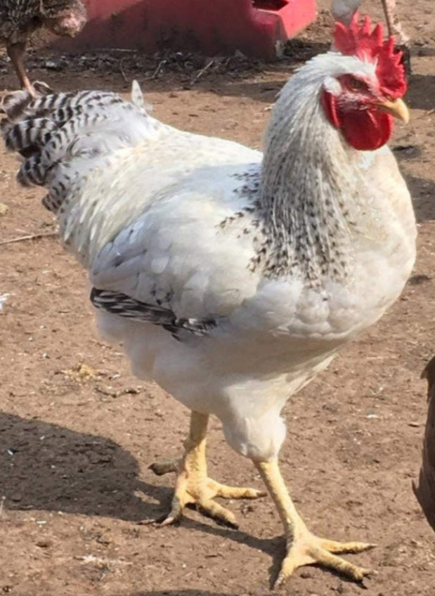 Delaware Eggs