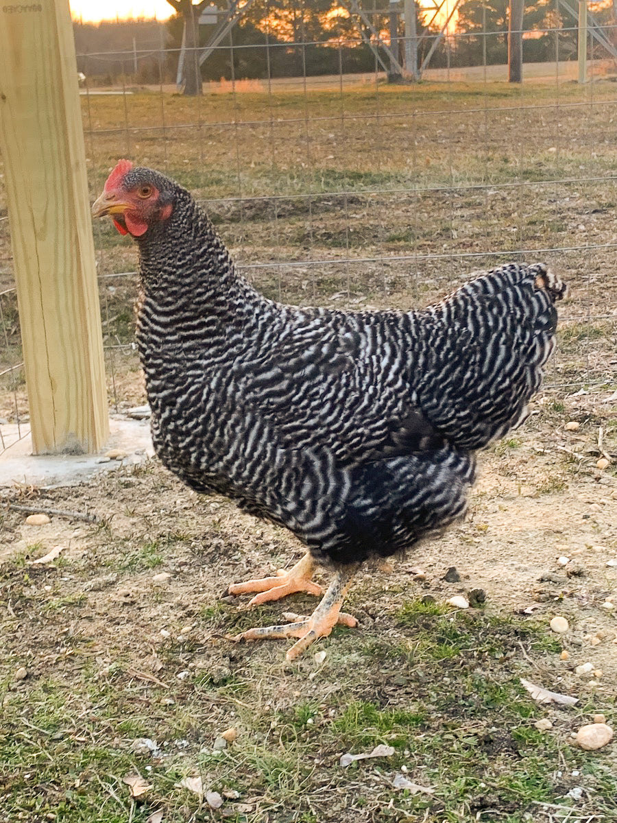 Barred Rock Eggs