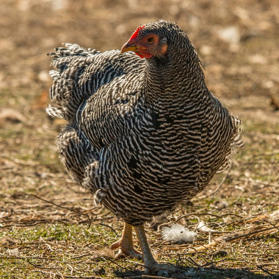 Barred Rock Eggs