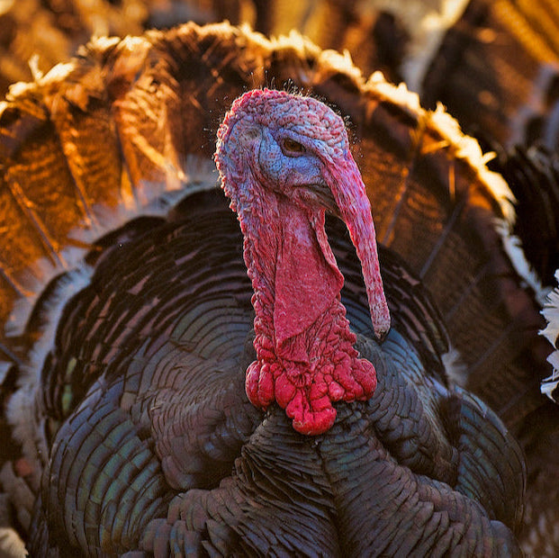 Bronze Turkey Poults