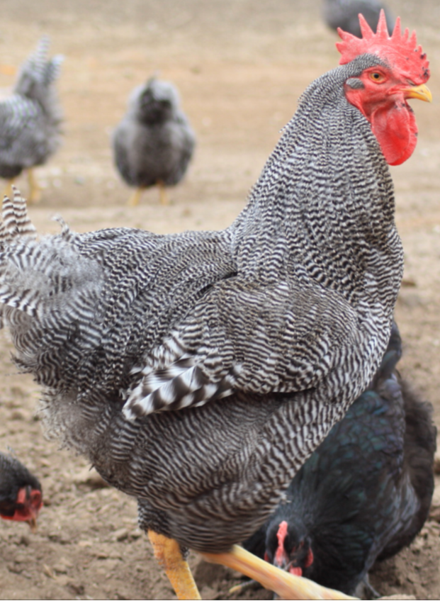 Barred Rock Eggs