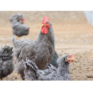 Barred Rock Eggs