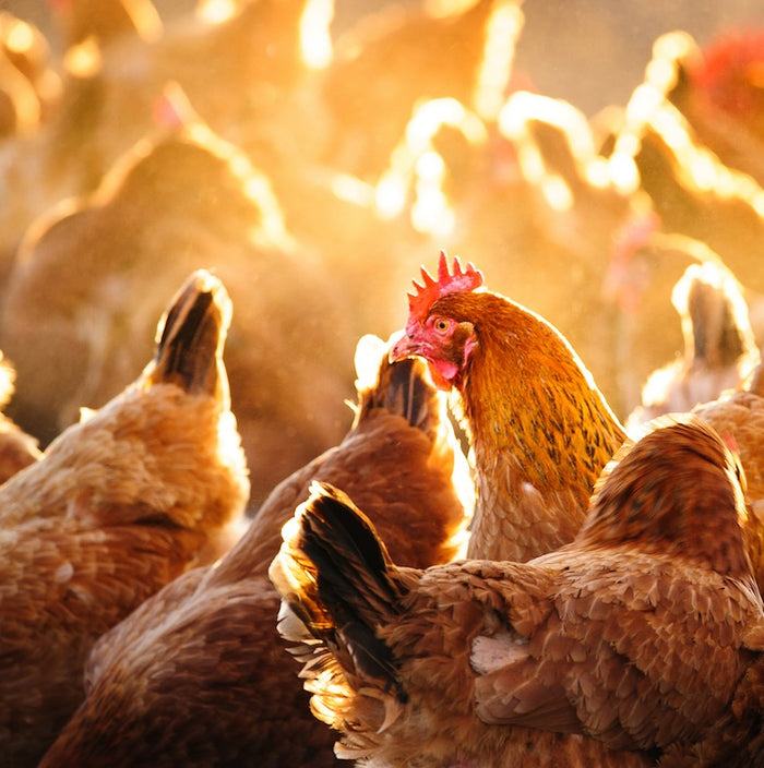 Good Shepherd Conservancy