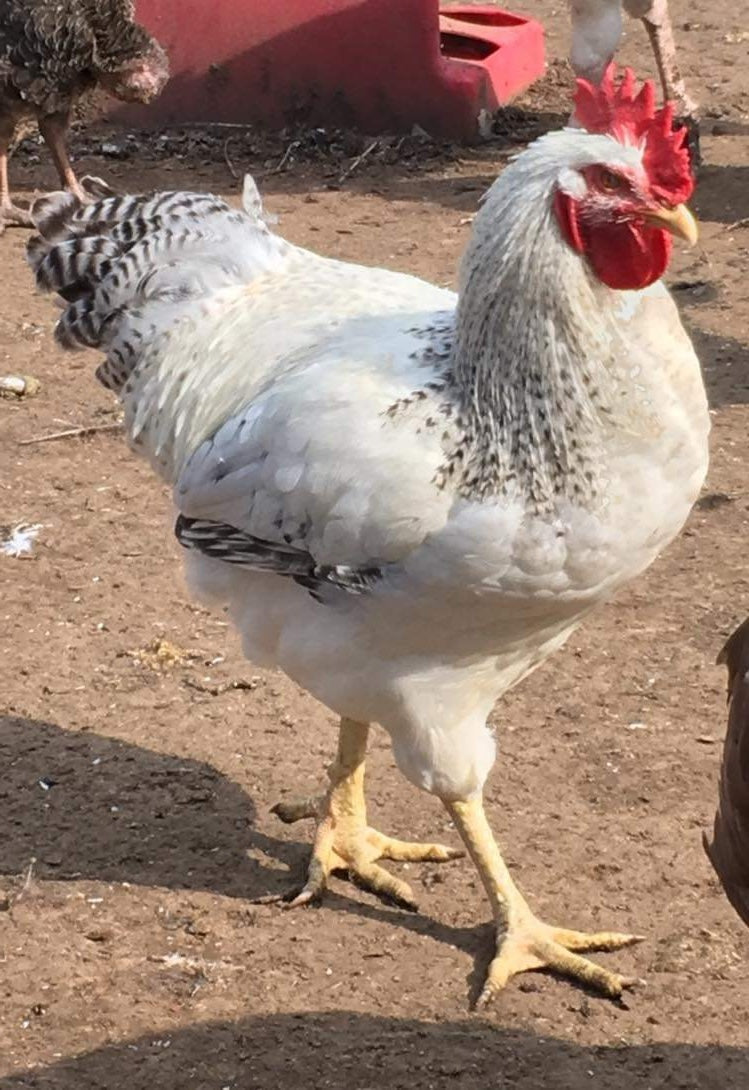 Delaware Eggs