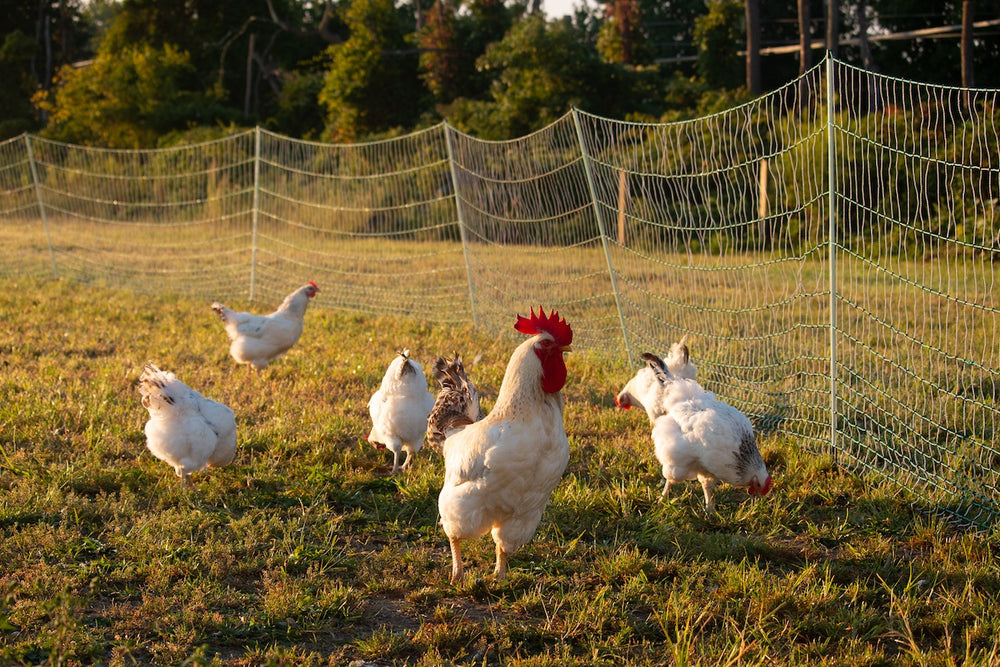 Good Shepherd Conservancy
