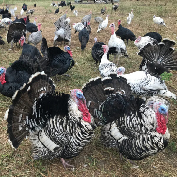 Narragansett Hatching Eggs